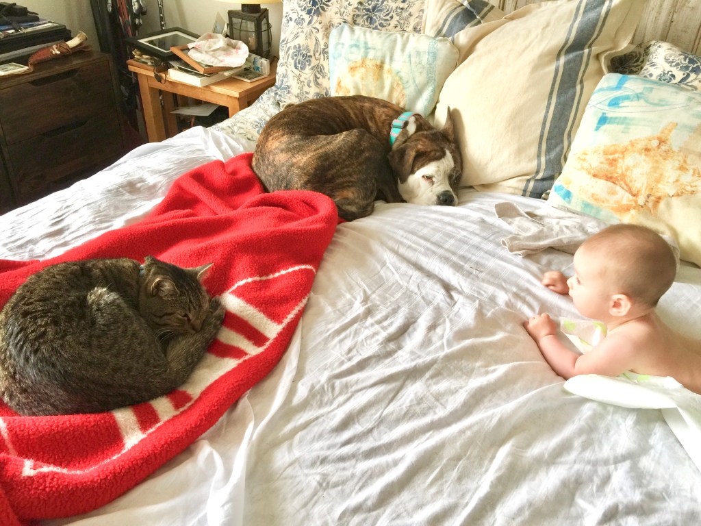 Pets and Babies 
